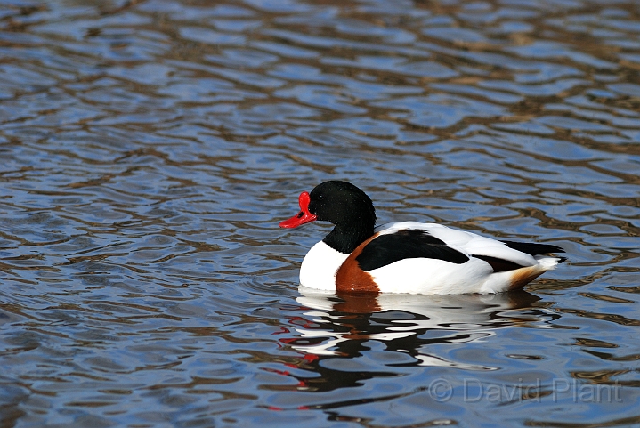 Shelduck - B.jpg - Shelduck - Slimbridge
